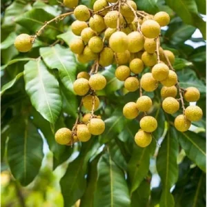 2 Live Longan Tree Plants Brown Longan Plants Dimocarpus Longan Plants 8 to 16 Inch Tall,Ready to Grow