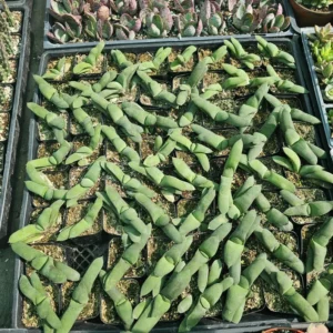 Gasteria glomerata Ox Tongue Plant - Small Succulent 2in Pot
