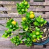 Calamansi Kalamansi Calamondin Citrus Plant Live Plug - Starter Fruit Tree