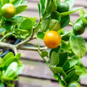 Calamansi Kalamansi Calamondin Citrus Plant Live Plug - Starter Fruit Tree