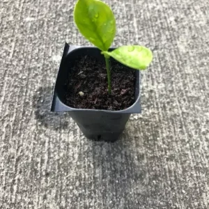 Calamansi Kalamansi Calamondin Citrus Plant Live Plug - Starter Fruit Tree