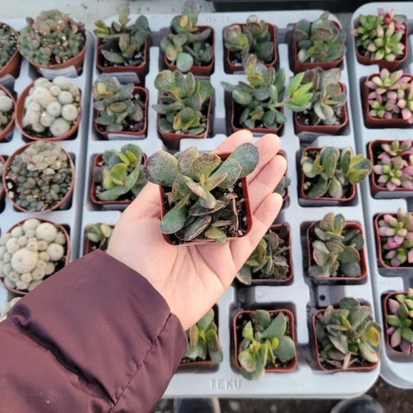 Calico Hearts Succulent - Adromischus triflorus - 2in Pot - Rare Variety