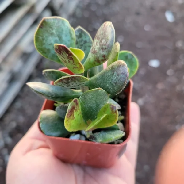 Calico Hearts Succulent - Adromischus triflorus - 2in Pot - Rare Variety