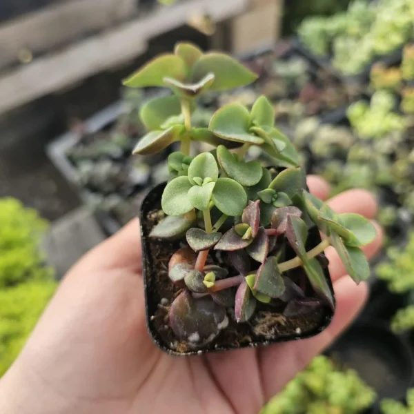 Calico Kitten Crassula - Trailing Succulent - 2in Pot - Vibrant Foliage