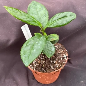 Camellia sinensis Tea Plant - Grow Your Own Tea - 3" Rooted Plant