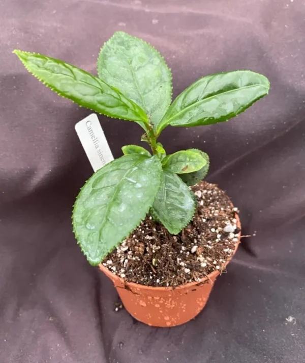 Camellia sinensis Tea Plant - Grow Your Own Tea - 3" Rooted Plant