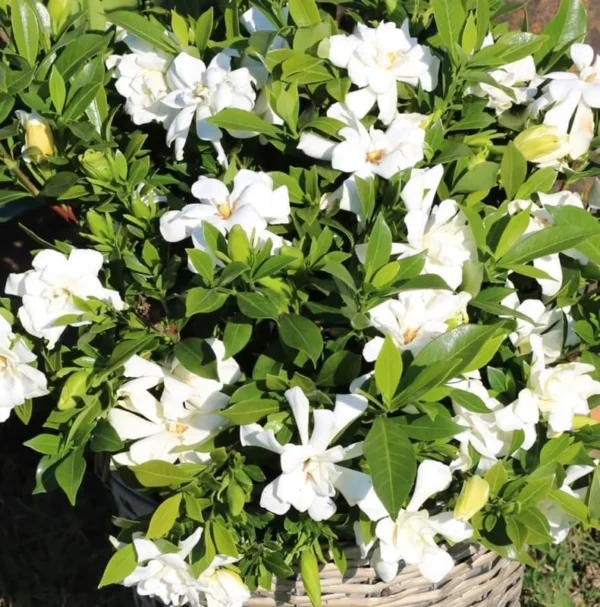 Cape Jasmine Plant - Gardenia Shrubs - 8-12 Inch Tall - White Flowers - Half Gallon Pot