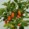 Caribbean Orange Habanero Chili Plants - Lot of 3 Super Hot Pepper Live Plants