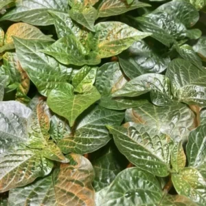 Caribbean Orange Habanero Chili Plants - Lot of 3 Super Hot Pepper Live Plants