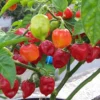 Caribbean Red Habanero Chili Pepper Plants Lot of 3 - Super Hot Live Plants