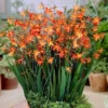 Carmine Brilliant Crocosmia Bulbs - Red Montbretia Corms 8cm Top Size US Seller
