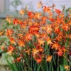Carmine Brilliant Crocosmia Bulbs - Red Montbretia Corms 8cm Top Size US Seller