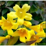 Carolina Jasmine Vine Plant - 1 to 2 Feet Tall - Yellow Fragrant Climbing Bush