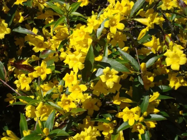 Carolina Jessamine 1 Gallon Live Plant - Fragrant Yellow Flowers, Climbing Vine