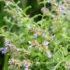 Catmint 1 Gallon Live Plant – Nepeta, Periwinkle Blue Flowers, Fragrant Perennial