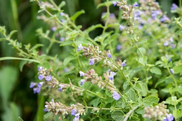 Catmint 1 Gallon Live Plant – Nepeta, Periwinkle Blue Flowers, Fragrant Perennial