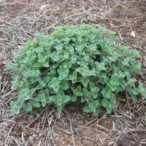 Catmint 1 Gallon Live Plant – Nepeta, Periwinkle Blue Flowers, Fragrant Perennial