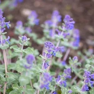 Catmint 1 Gallon Live Plant – Nepeta, Periwinkle Blue Flowers, Fragrant Perennial