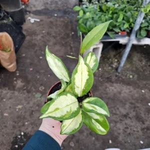 Hoya Krimson Princess - Variegated Hoya Carnosa - 2in Pot