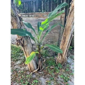 Gran Nain Banana Plant - Cold Hardy Live Banana Tree, 2 Feet Tall