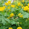 Celandine Poppy 5 Bulb Pack - Stylophorum diphyllum Yellow Flowering Spring Bulbs