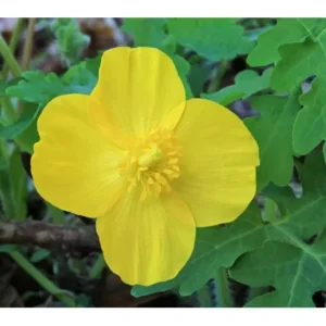 Celandine Poppy 5 Bulb Pack - Stylophorum diphyllum Yellow Flowering Spring Bulbs