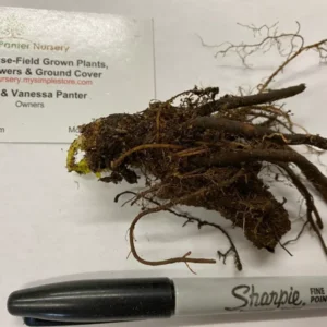 Celandine Poppy 5 Bulb Pack - Stylophorum diphyllum Yellow Flowering Spring Bulbs