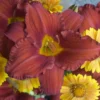 Chicago Apache Daylily Root Fans - 3 Root Systems - Red & Yellow Flowers - Summer Blooms