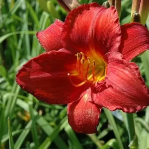 Chicago Apache Daylily Root Fans - 3 Root Systems - Red & Yellow Flowers - Summer Blooms