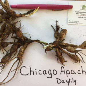 Chicago Apache Daylily Root Fans - 3 Root Systems - Red & Yellow Flowers - Summer Blooms