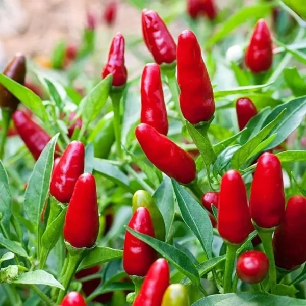 Chile Pequin Live Plan 1 Gallon Plant - Hot Pepper Plant - Easy-to-Grow, Edible