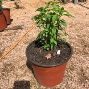 Chile Pequin Live Plan 1 Gallon Plant - Hot Pepper Plant - Easy-to-Grow, Edible