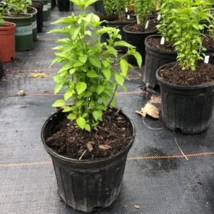 Chile Pequin Live Plan 1 Gallon Plant - Hot Pepper Plant - Easy-to-Grow, Edible