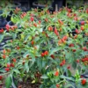 Chile Pequin Live Plant in 4 Inch Pot – Hot Pepper for Landscaping & Edible Uses