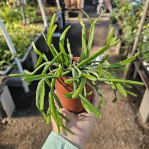 Rhipsalis Paradoxa - Chain Rhipsalis - 1 Unrooted Cutting