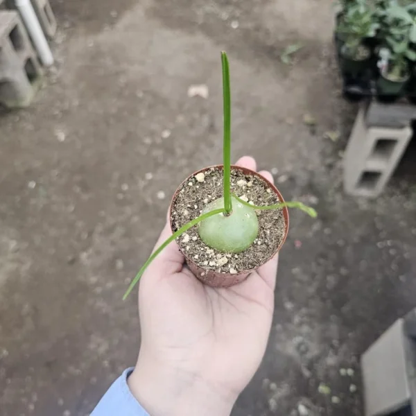 Climbing Onion Plant - Rare Bowiea volubilis - 3in Pot - Unique Vining Succulent