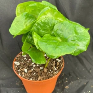 Coffea Arabica Live Coffee Plant - Rooted Plant in 3" Pot