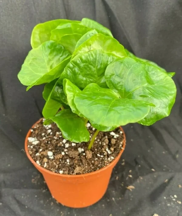 Coffea Arabica Live Coffee Plant - Rooted Plant in 3" Pot