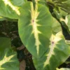 Colocasia Waikiki Elephant Ear Live Plant - 8 Inch Starter Plant - Multicolor Tropical Foliage
