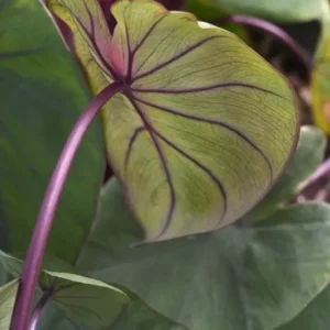 Colocasia Waikiki Elephant Ear Live Plant - 8 Inch Starter Plant - Multicolor Tropical Foliage