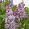 Common Lilac Plant - 4 inch Pot - Purple Flowering Shrub - Spring Blooms