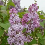 Common Lilac Plant - 4 inch Pot - Purple Flowering Shrub - Spring Blooms
