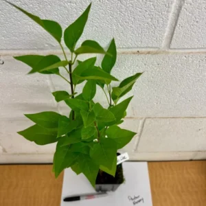 Common Lilac Plant - 4 inch Pot - Purple Flowering Shrub - Spring Blooms