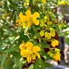 Common Tree Senna 1 Gallon Live Plant – Yellow Flowers, Heat Tolerant, Shrub