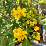 Common Tree Senna 1 Gallon Live Plant – Yellow Flowers, Heat Tolerant, Shrub