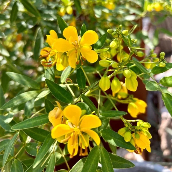 Common Tree Senna 1 Gallon Live Plant – Yellow Flowers, Heat Tolerant, Shrub