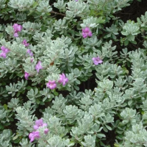 Compact Texas Sage 1 Gallon Live Plant – Pink-Lavender Flowers, Heat & Drought Tolerant, Low Maintenance