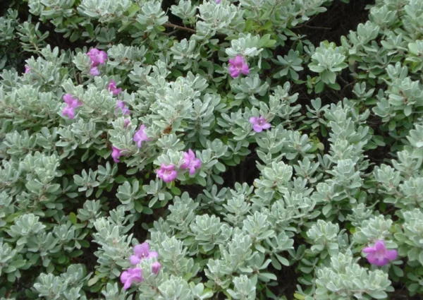 Compact Texas Sage 1 Gallon Live Plant – Pink-Lavender Flowers, Heat & Drought Tolerant, Low Maintenance