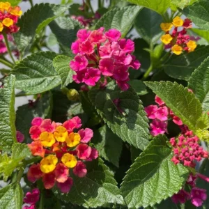 Confetti Lantana Plant 1 Gal – Colorful Shrub, Heat & Drought Tolerant, Full Sun