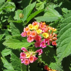 Confetti Lantana Plant 1 Gal – Colorful Shrub, Heat & Drought Tolerant, Full Sun